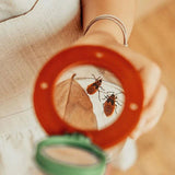 Le Botaniste - Insect Box